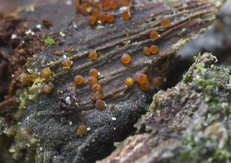 Nectria cosmariospora